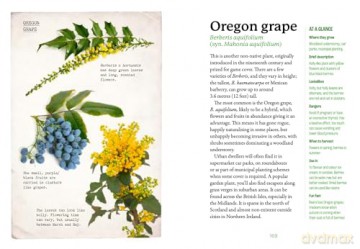 The First-Time Forager: A safety-first guide to edible wild plants (National Trust) - Andy Hamilton [KSIĄŻKA]