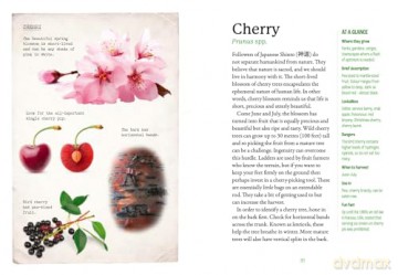 The First-Time Forager: A safety-first guide to edible wild plants (National Trust) - Andy Hamilton [KSIĄŻKA]