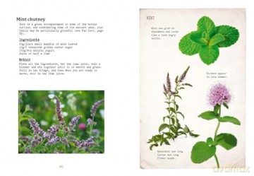 The First-Time Forager: A safety-first guide to edible wild plants (National Trust) - Andy Hamilton [KSIĄŻKA]