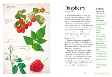 The First-Time Forager: A safety-first guide to edible wild plants (National Trust) - Andy Hamilton [KSIĄŻKA]