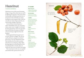 The First-Time Forager: A safety-first guide to edible wild plants (National Trust) - Andy Hamilton [KSIĄŻKA]