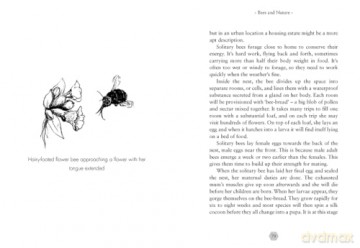The Good Bee: A Celebration of Bees - And How to Save Them - Alison Benjamin [KSIĄŻKA]