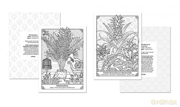The Happy Houseplant Coloring Book: 50 Plants to Color and Care For: An Indoor Gardening Coloring Book - Caitlin Keegan [KSIĄŻKA]