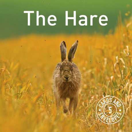 The Hare Card Pack: 5 Cards and Envelopes - The Hare Preservation Trust [KSIĄŻKA]