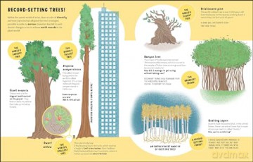 The Lives of Trees - Massimo Domenica Novellino [KSIĄŻKA]