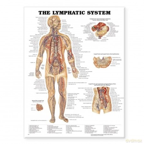 The Lymphatic System Anatomical Chart - Anatomical Chart Company [KSIĄŻKA]