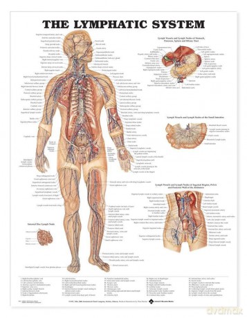 The Lymphatic System Anatomical Chart - Anatomical Chart Company [KSIĄŻKA]