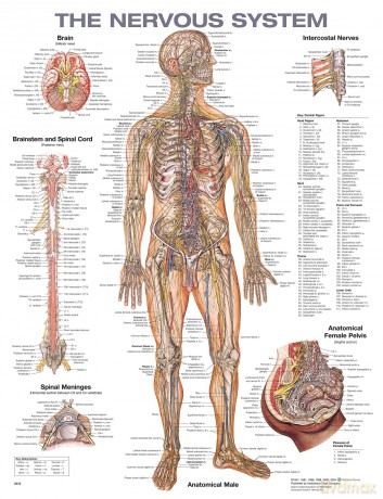 The Nervous System Anatomical Chart - Anatomical Chart Company [KSIĄŻKA]