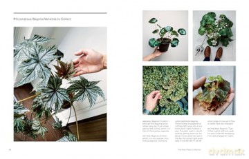The New Plant Collector: The Next Adventure in Your House Plant Journey - Darryl Cheng [KSIĄŻKA]
