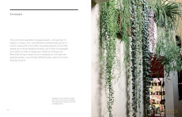 The New Plant Collector: The Next Adventure in Your House Plant Journey - Darryl Cheng [KSIĄŻKA]