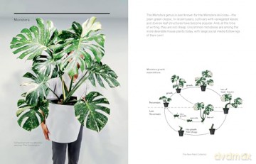 The New Plant Collector: The Next Adventure in Your House Plant Journey - Darryl Cheng [KSIĄŻKA]
