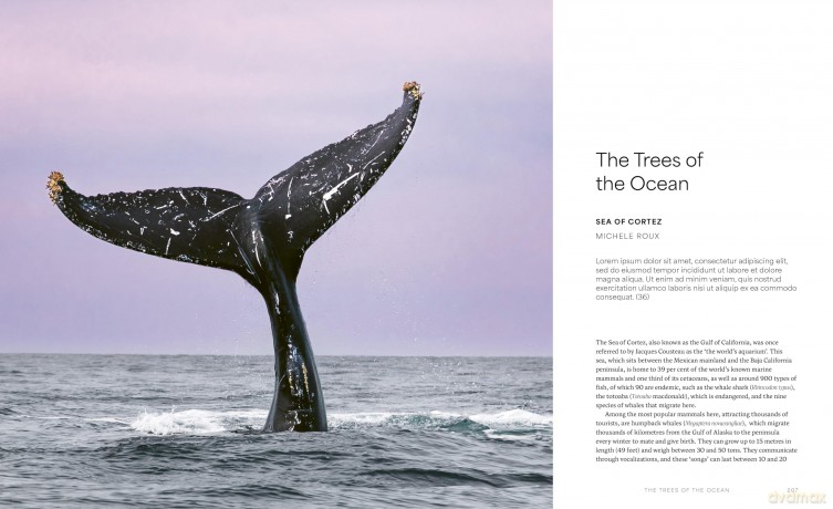 The Ocean Speaks: A photographic journey of discovery and hope - Matt Porteous [KSIĄŻKA]