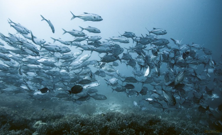 The Ocean Speaks: A photographic journey of discovery and hope - Matt Porteous [KSIĄŻKA]