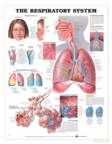 The Respiratory System - Anatomical Chart Company [KSIĄŻKA]