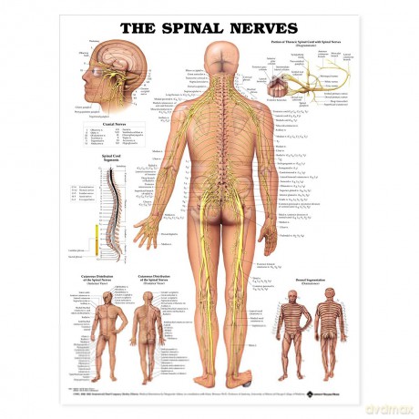 The Spinal Nerves [KSIĄŻKA]