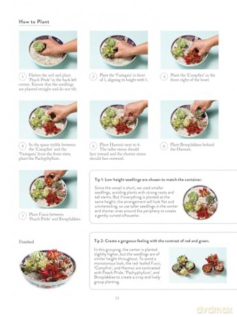 The Succulents Design Book: Container Combinations That Look Great and Thrive Together Year-Round - Kentaro Kuroda [KSIĄŻKA]