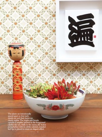 The Succulents Design Book: Container Combinations That Look Great and Thrive Together Year-Round - Kentaro Kuroda [KSIĄŻKA]