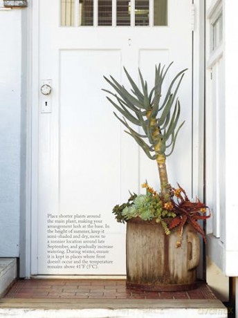 The Succulents Design Book: Container Combinations That Look Great and Thrive Together Year-Round - Kentaro Kuroda [KSIĄŻKA]