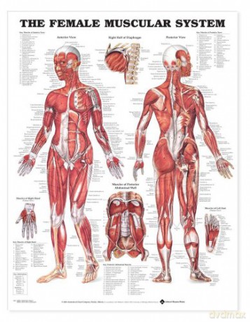 The the Female Muscular System Anatomical Chart - Anatomical Chart Company [KSIĄŻKA]