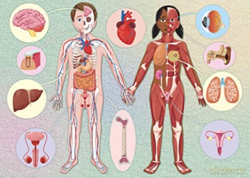 The Ultimate Atlas - Human Body - Irena Trevisan [KSIĄŻKA]