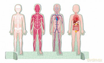 The Ultimate Atlas - Human Body - Irena Trevisan [KSIĄŻKA]