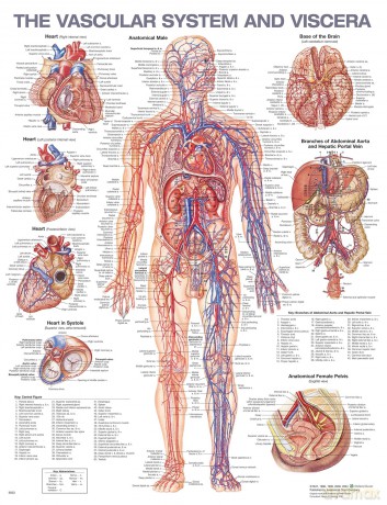 The Vascular System and Viscera Anatomical Chart - Anatomical Chart Company [KSIĄŻKA]