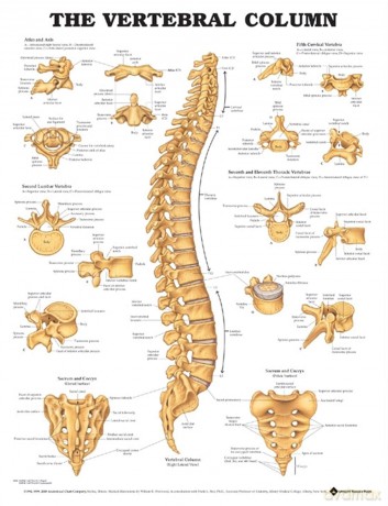 The Vertebral Column - William B. Westwood [KSIĄŻKA]