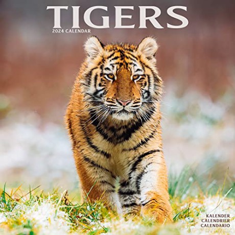 Tigers Calendar 2024 | Square Wildlife Safari Big Cats Wall Calendar - 16 Month [KALENDARZ]