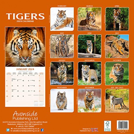 Tigers Calendar 2024 | Square Wildlife Safari Big Cats Wall Calendar - 16 Month [KALENDARZ]