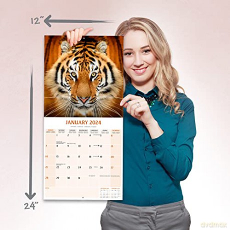 Tigers Calendar 2024 | Square Wildlife Safari Big Cats Wall Calendar - 16 Month [KALENDARZ]