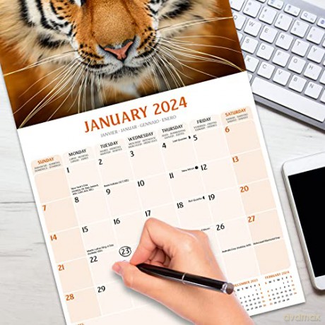 Tigers Calendar 2024 | Square Wildlife Safari Big Cats Wall Calendar - 16 Month [KALENDARZ]