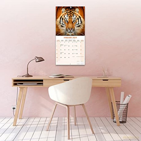 Tigers Calendar 2024 | Square Wildlife Safari Big Cats Wall Calendar - 16 Month [KALENDARZ]