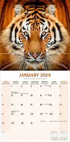 Tigers Calendar 2024 | Square Wildlife Safari Big Cats Wall Calendar - 16 Month [KALENDARZ]