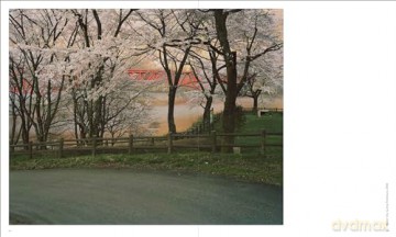 Toshio Shibata: Japan - Phillip Prodger [KSIĄŻKA]