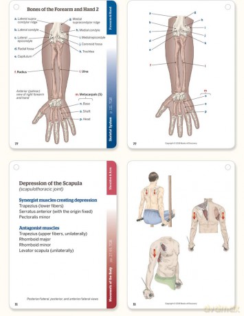 Trail Guide to the Body Flashcards, Vol 1: Skeletal System, Joints and Ligaments, Movements of the Body - Andrew Biel [KSIĄŻKA]