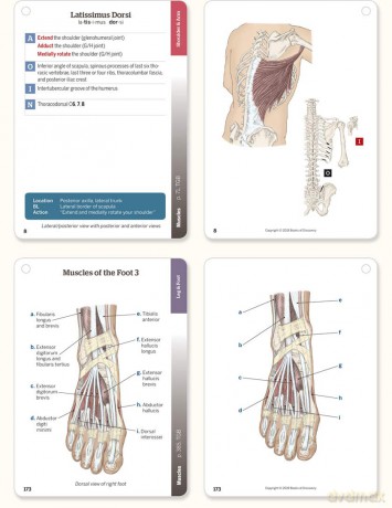 Trail Guide to the Body Flashcards, Vol 2: Muscles of the Body - Andrew Biel [KSIĄŻKA]