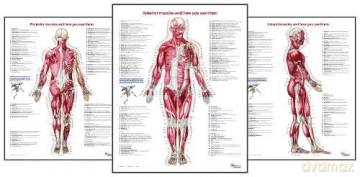 Trail Guide to the Body's Muscles of the Human Body Posters: Set of 3: 6 - Andrew Biel [KSIĄŻKA]
