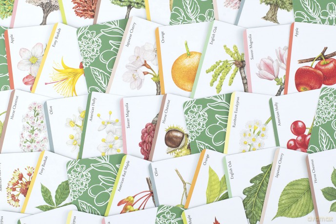 Tree Families: A Botanical Card Game (Magma for Laurence King) - Tony Kirkham [KSIĄŻKA]