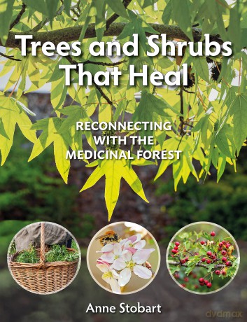 Trees and Shrubs that Heal: Reconnecting With The Medicinal Forest - Anne Stobart [KSIĄŻKA]
