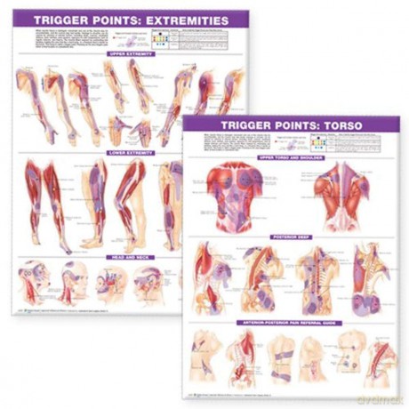 Trigger Point Chart Set: Torso and Extremities - Anatomical Chart Company [KSIĄŻKA]