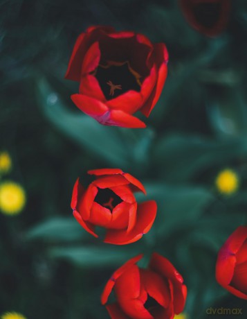 Tulips (Floramour) - Karin Greiner [KSIĄŻKA]