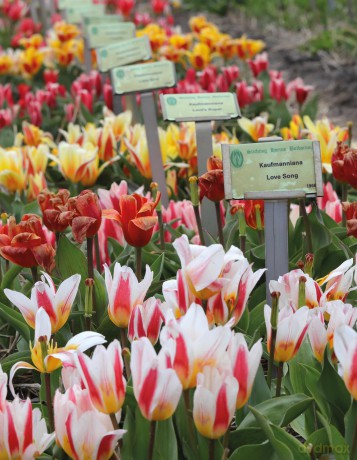 Tulips (Floramour) - Karin Greiner [KSIĄŻKA]