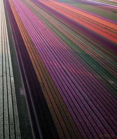 Tulips (Floramour) - Karin Greiner [KSIĄŻKA]