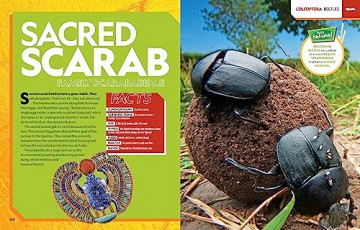 Ultimate Bugopedia (2nd Edition): The Most Complete Bug Reference Ever (National Geographic Kids) - Darlyne Murawski [KSIĄŻKA]