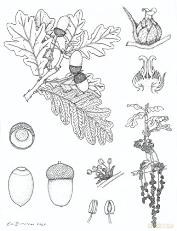 Unrooted: Botany, Motherhood, and the Fight to Save An Old Science - Erin Zimmerman [KSIĄŻKA]