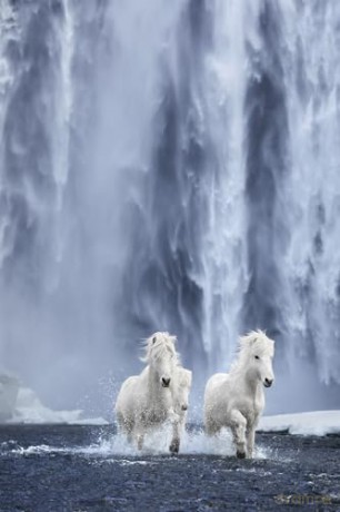 Untamed Spirits: Horses from Around the World - Drew Doggett [KSIĄŻKA]