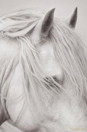 Untamed Spirits: Horses from Around the World - Drew Doggett [KSIĄŻKA]