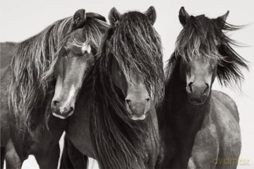 Untamed Spirits: Horses from Around the World - Drew Doggett [KSIĄŻKA]