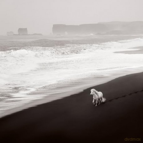 Untamed Spirits: Horses from Around the World - Drew Doggett [KSIĄŻKA]