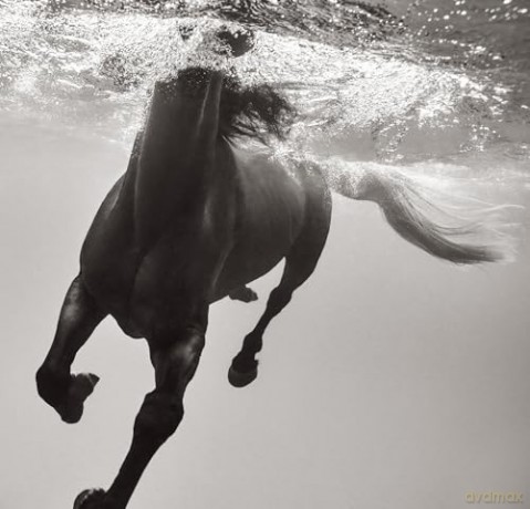 Untamed Spirits: Horses from Around the World - Drew Doggett [KSIĄŻKA]